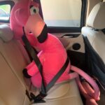 flamingo passeio