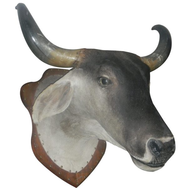 cabeca de vaca 02