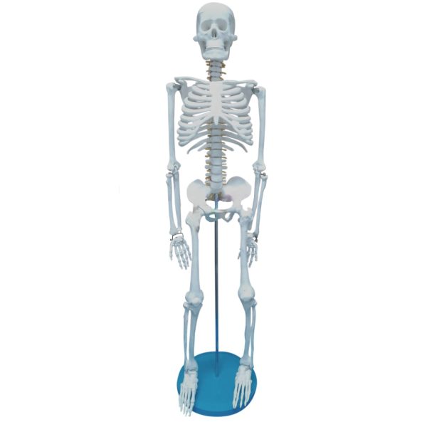 esqueleto corpo inteiro